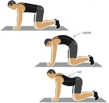 Cat and Camel Back Exercise For treating low back pain at home