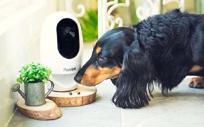 Best Home Security System For Pet Owners